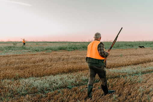 A rear view of a mature Caucasian male hunter walking through a wheat field and carrying a shotgun.