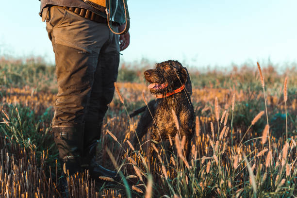 istock A shorthaired pointer dog standing next to his owner in a field 1664107582