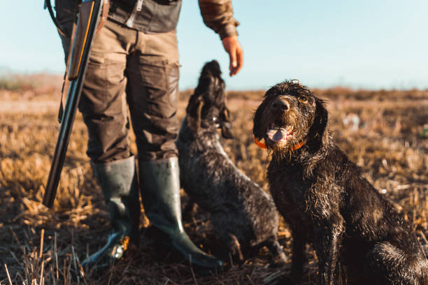 istock Two shorthaired pointer dogs standing next to their hunter owner 1664107590