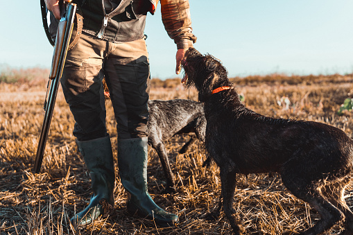 Portrait with man, vintage hunter wearing retro hat with feather holding weapon and petting the dog English springer spaniel over beautiful nature landscape background. Concept of hunting, prey, ad