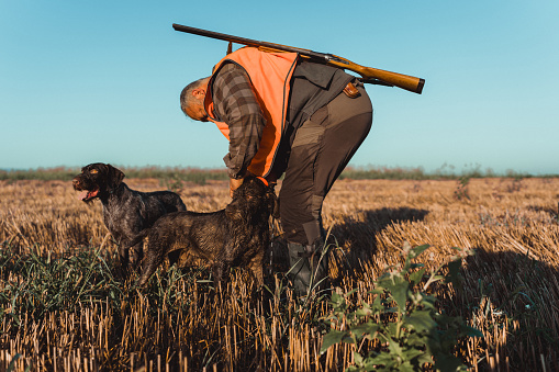 A mature Caucasian male hunter with a shotgun on his back is leaning down to adjust his dog's collar before going on a hunt.
