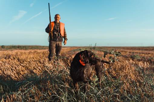 A mature Caucasian male hunter is standing in the background with a shotgun, while his shorthaired pointer dog is walking in front of him.