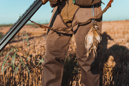 A male hunter from the waist down, holding a shotgun. A quail's carcass is hanging from his belt.