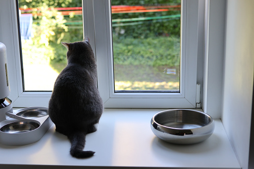 The gray cat sits on the windowsill next to the food bowl and automatic feeder and looks out the window