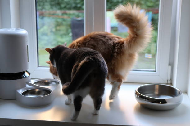 istock Cats in the apartment 1664113619