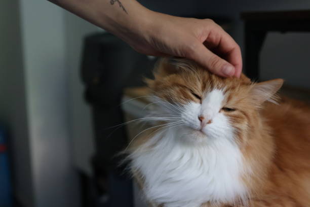 istock Cats in the apartment 1664114714
