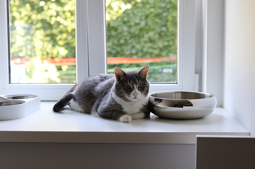 The gray cat is lying on the windowsill next to his food bowl