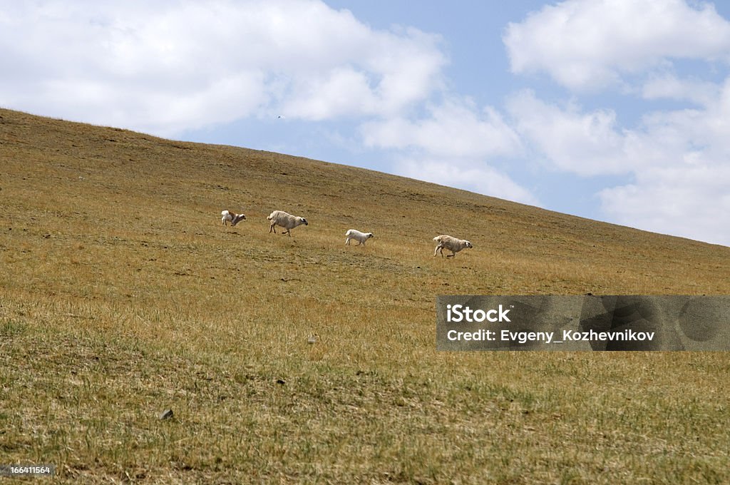 blue sky over the vast steppes Монголии - Стоковые фото Азия роялти-фри