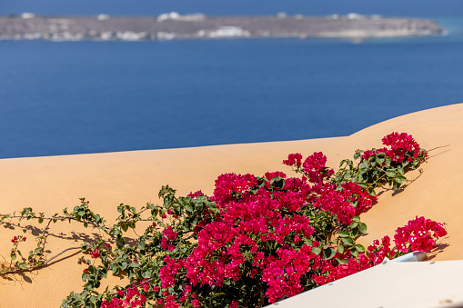 Red bougainvillea climbing on the wall of whitewashed house in Imerovigli on Santorini island, Cyclades, Greece