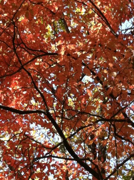 istock Autumn leaves mountains waterfalls 1664122784