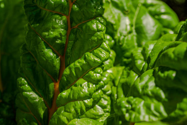 mangold in the organic garden. Mangold leaf