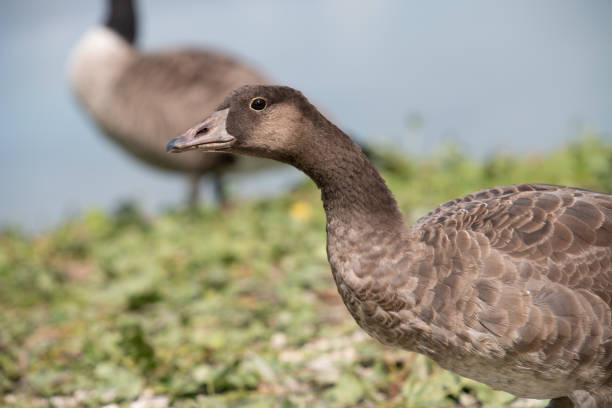 Close-up of a wild greylag goose standing in a meadow. She keeps her head stretched forward. Another goose in the background.