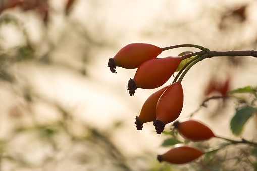 red rosehips on a bush in the sunset light