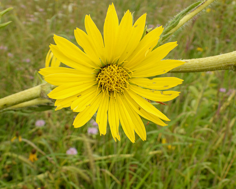 Silphium laciniatum (Compass Plant) Native North American Prairie Wildflower
