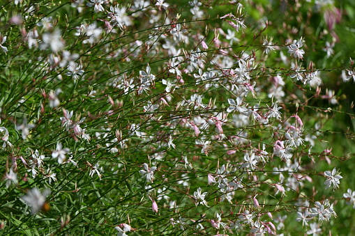 White Gaura (Gaura lindheimeri ) flowers. Onagraceae perennial plants native to North America. The flowering season is from May to November, so you can enjoy it for a long time.