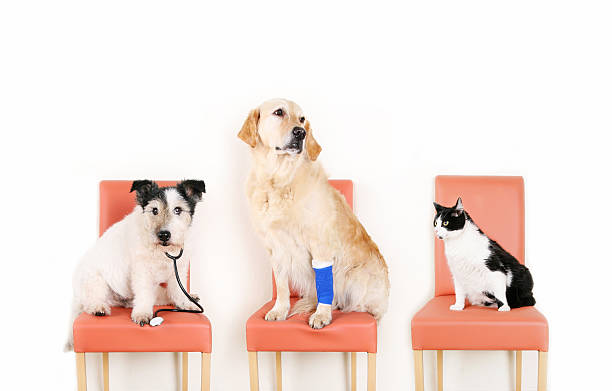動物の獣医 - dog illness humor pets ストックフォトと画像