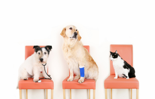 two dogs and cat waiting for the Vet