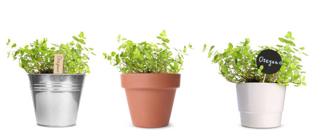 istock Oregano plants growing in different pots isolated on white 1664154420