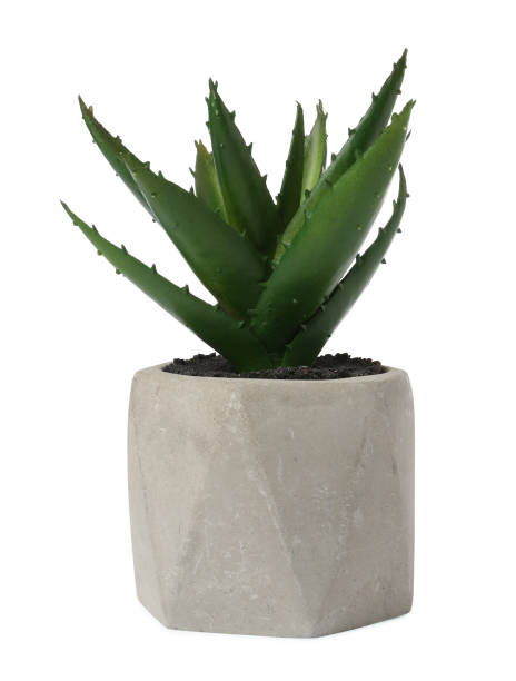 istock Beautiful artificial plant in flower pot on white background 1664154494