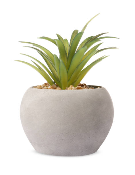 istock Beautiful artificial plant in flower pot on white background 1664154833
