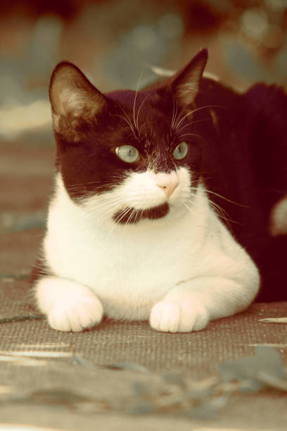 Portrait of a beautiful cat