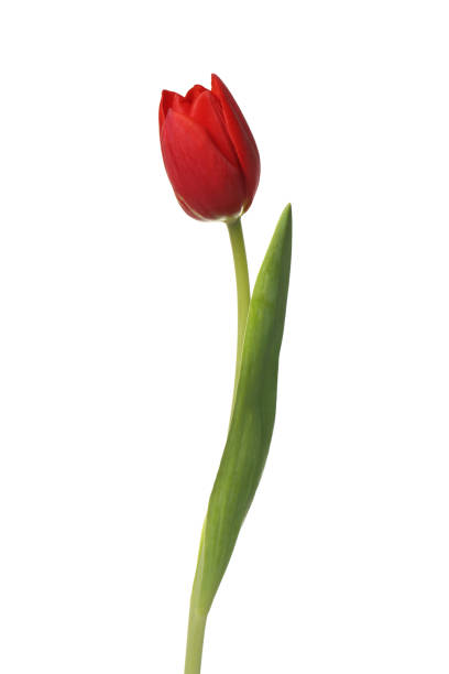 istock Beautiful red tulip flower isolated on white 1664155452