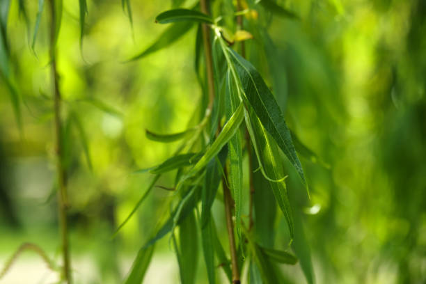 istock Beautiful willow tree with green leaves growing outdoors on sunny day, closeup 1664156478