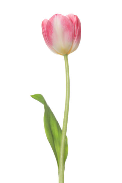 istock Beautiful pink tulip flower isolated on white 1664157513