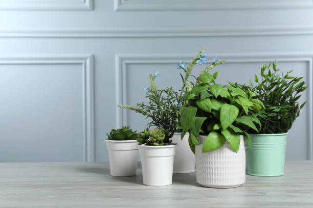Free Stock Photo of Group of Potted Plants on Table | Download Free ...