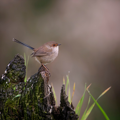 sparrow, perched on a log, drowsing