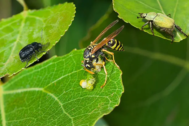 Predator's meal in company of witnesses - big wasp eating caterpillar delicatessen.