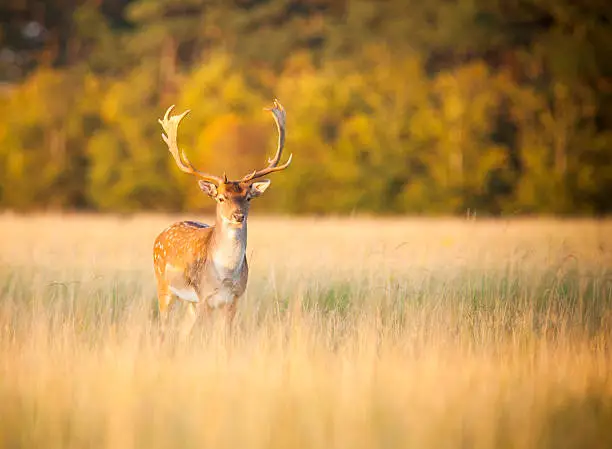 A fallow deer grazing in long grass in autumn