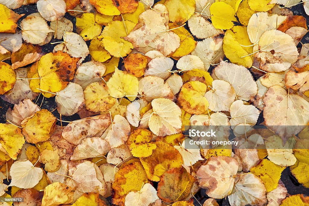 Осенний Linden - Стоковые фото Без людей роялти-фри