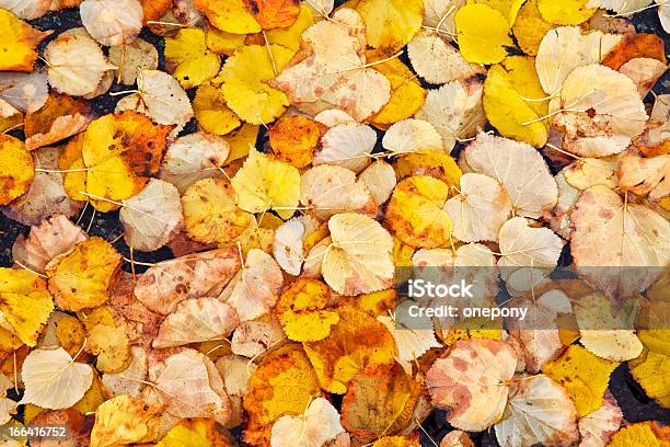 Осенний Linden — стоковые фотографии и другие картинки Без людей - Без людей, Большая группа объектов, Время года
