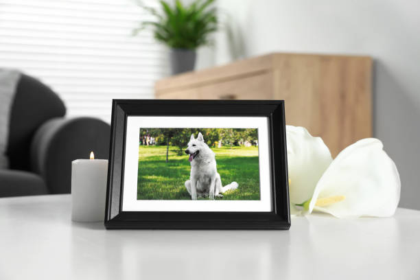 moldura com foto de cachorro, vela acesa e flores de lírio calla em mesa branca dentro de casa. funeral de animais de estimação - pets loss dog frame - fotografias e filmes do acervo