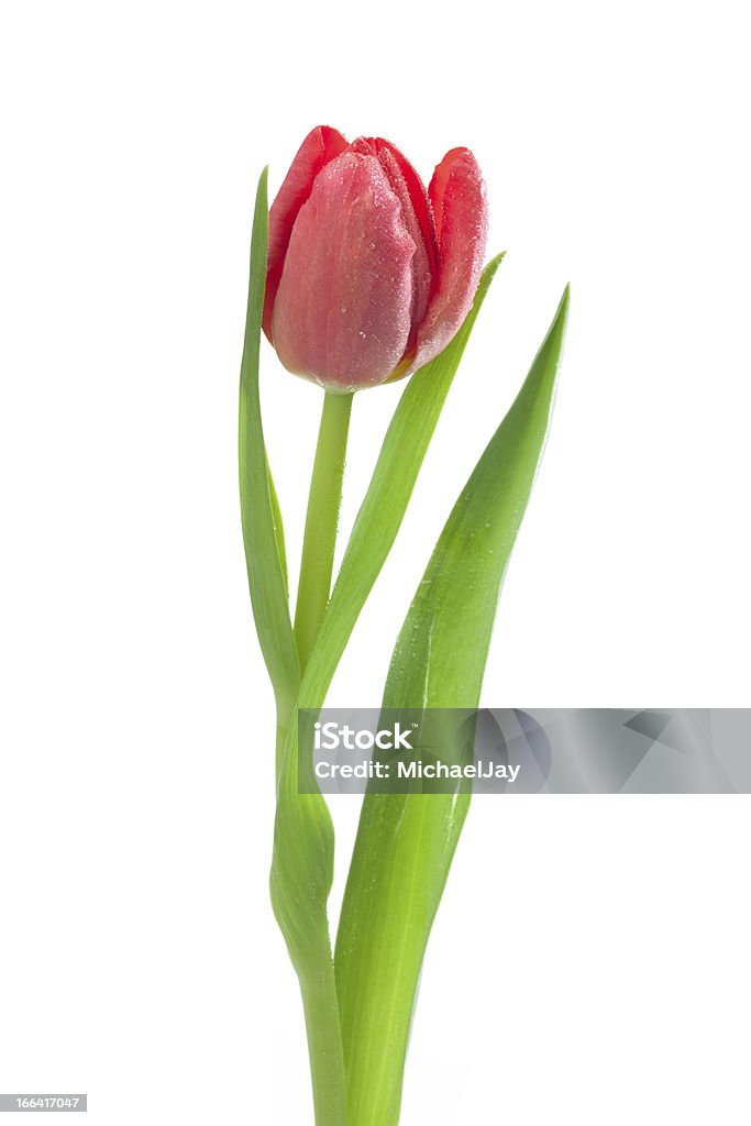 Tulipán rojo con gotas de agua - Foto de stock de Agua libre de derechos