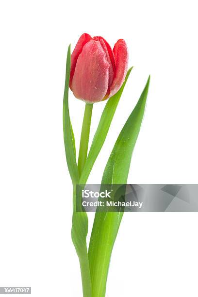 Tulipán Rojo Con Gotas De Agua Foto de stock y más banco de imágenes de Agua - Agua, Blanco - Color, Flor