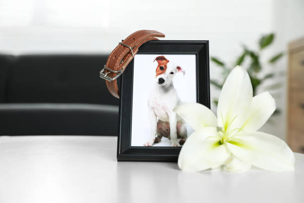 Frame with picture of dog, collar and lily flower on white table indoors, closeup. Pet funeral Frame with picture of dog, collar and lily flower on white table indoors, closeup. Pet funeral pet loss stock pictures, royalty-free photos & images