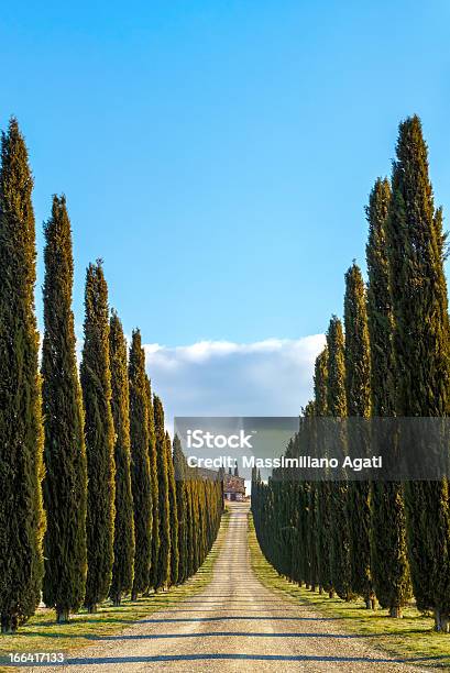 Cypress In Toskania - zdjęcia stockowe i więcej obrazów Bez ludzi - Bez ludzi, Cyprys, Europa - Lokalizacja geograficzna