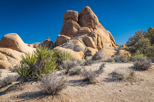 Amazing Arch rock inside Joshua Tree national park. Impressive stone and rock formation with blue skies in background. Touristic location south California during hot summer. Desert at sunrise