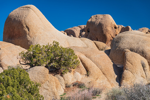 Joshua Tree National Park, California, USA. Junipers and rock formations in Joshua Tree National Park.