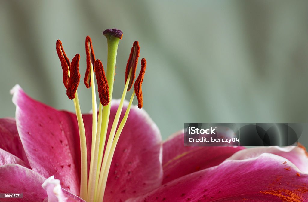 Lilie - Lizenzfrei Blume Stock-Foto