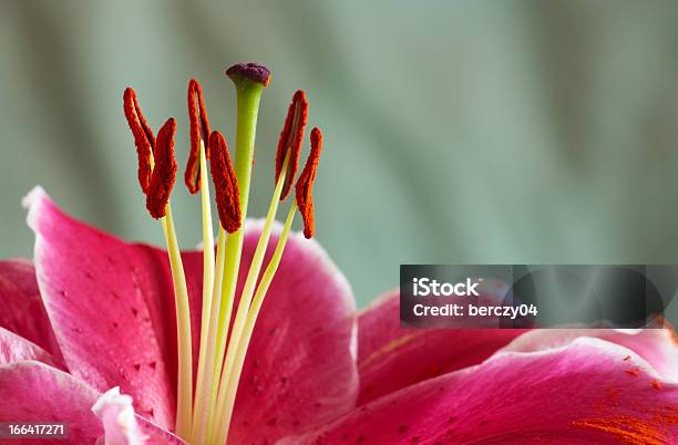 Lilie Stockfoto und mehr Bilder von Blume - Blume, Bunt - Farbton, Extreme Nahaufnahme