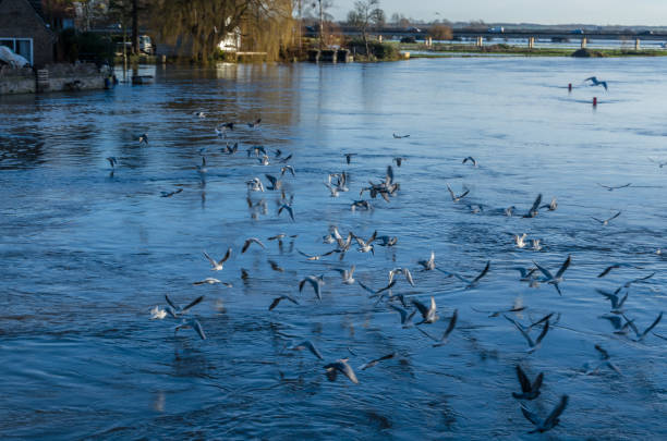 View of the River Great Ouse in the town of St Ives, Cambridgeshire, England