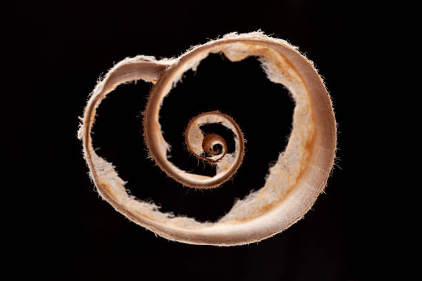 istock Curled pieces of paper 166417718