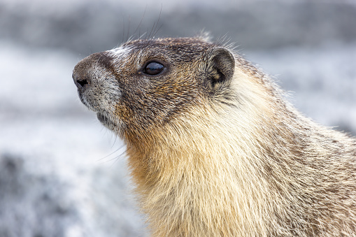 Yellow-bellied Marmot in the wild, Delta, BC, Canada