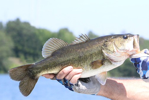 a largemouth bass that's just been caught and held up by the angler