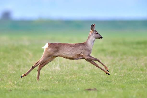 istock Roe deer (Capreolus capreolus) female, in natural habitat 1664180331