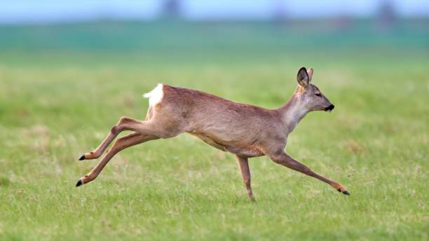 istock Roe deer (Capreolus capreolus) female, in natural habitat 1664180334