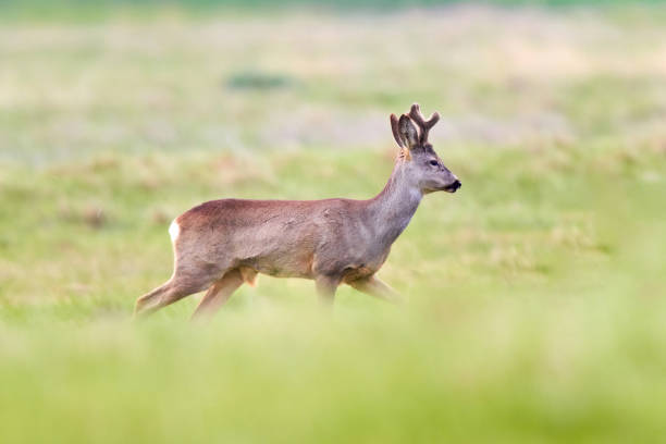 istock Roe deer, capreolus capreolus, walking on a meadow in fresh summer environment. 1664180335